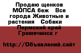 Продаю щенков МОПСА беж - Все города Животные и растения » Собаки   . Пермский край,Гремячинск г.